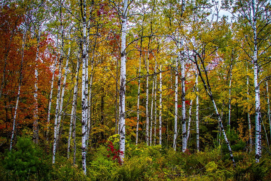 Birch in Fall #1 Photograph by Chuck De La Rosa