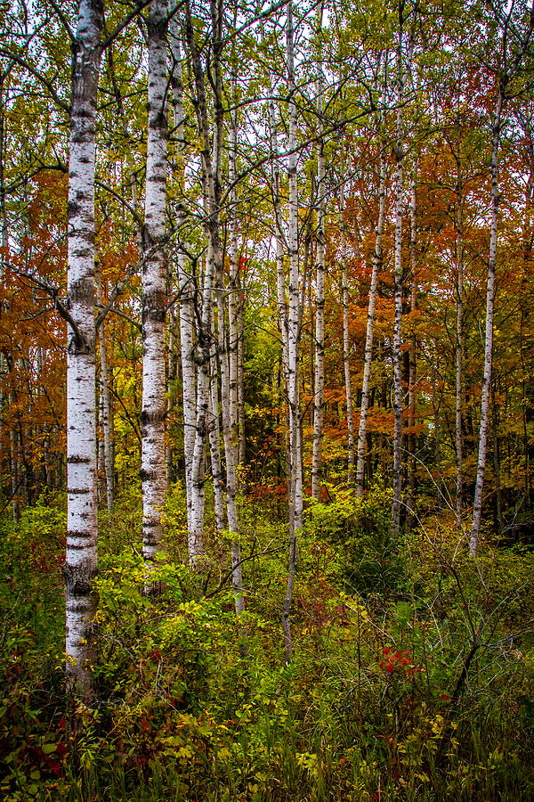 Birch in Fall #2 Photograph by Chuck De La Rosa