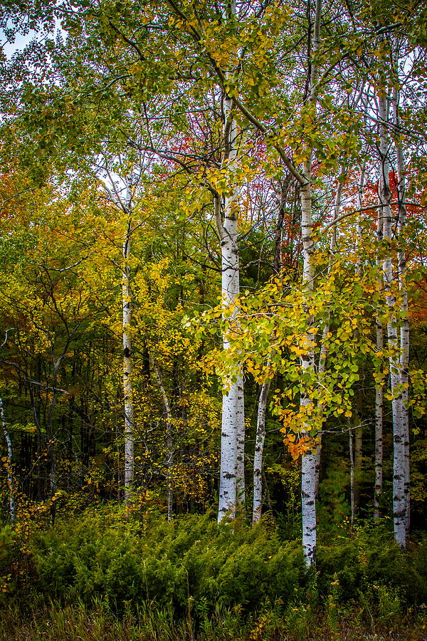 Birch in Fall #3 Photograph by Chuck De La Rosa