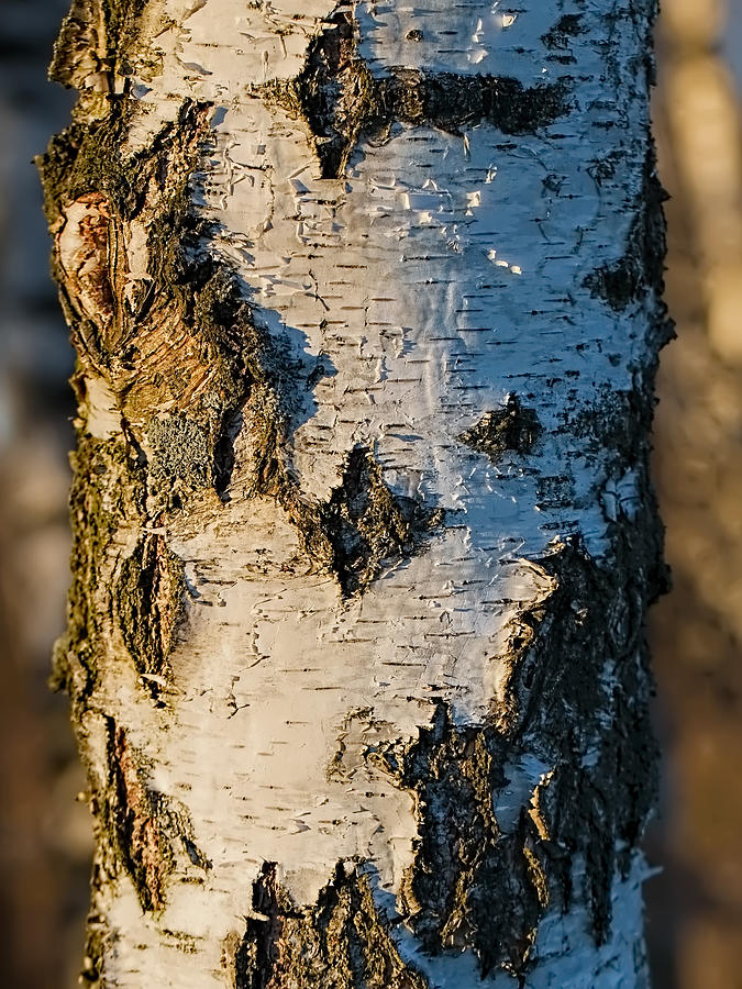 #Birch in sunlight the white and dark #trunk is lightened by the sun on January 2015.  Photograph by Leif Sohlman