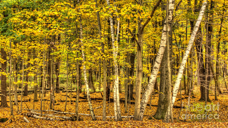 Birch in the Fall Photograph by Brad Marzolf Photography