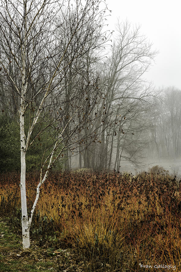Winter Photograph - Birch in Winter by Fran Gallogly