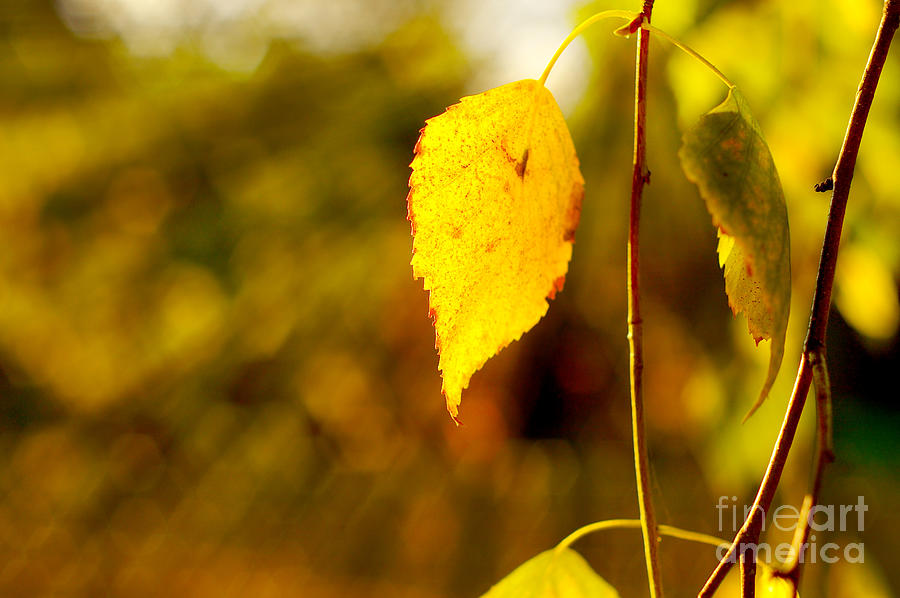 Birch Leaves Photograph by Dariusz Gudowicz