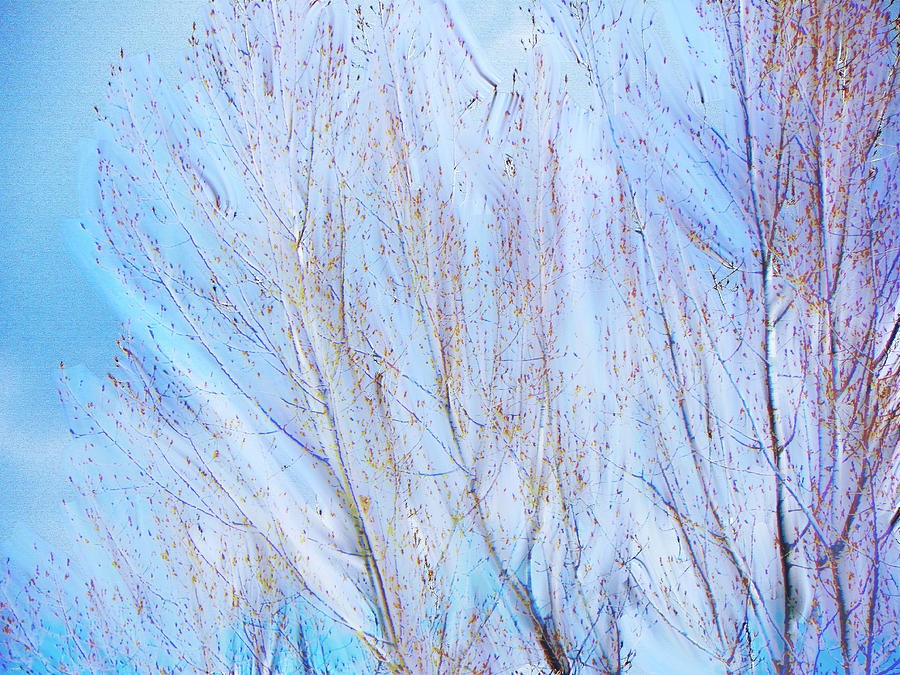 Birch Photograph by Lenore Senior