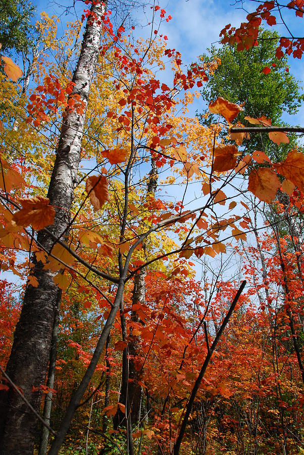 Birch Maple Autumn Photograph by Cascade Colors