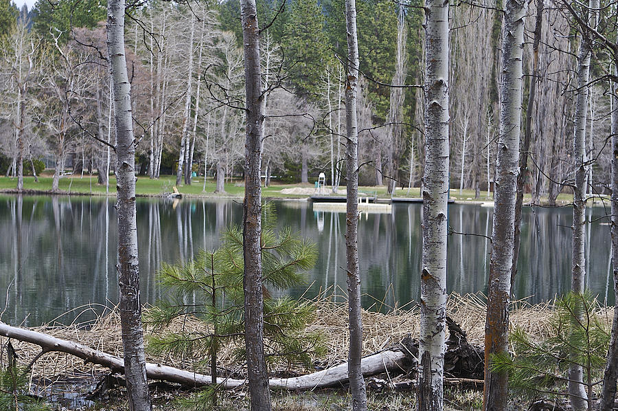 Birch Pond 1 Photograph by SC Heffner