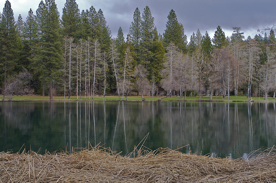 Birch Pond 2 Photograph by SC Heffner