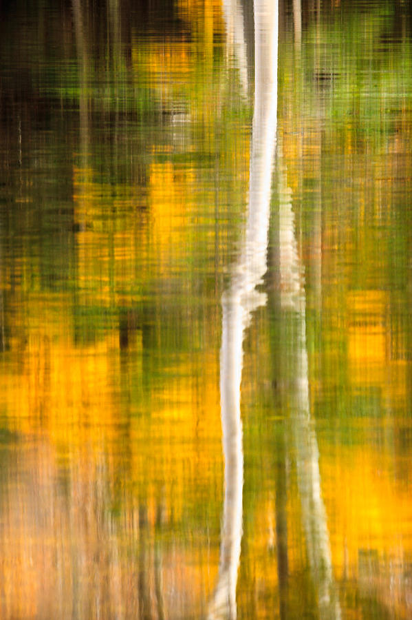Birch Reflections Photograph by Jeff Sinon