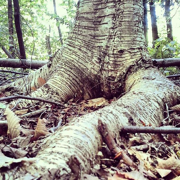 Tree Photograph - Birch Roots. #nature#trees#vt by Aiden Gilbert