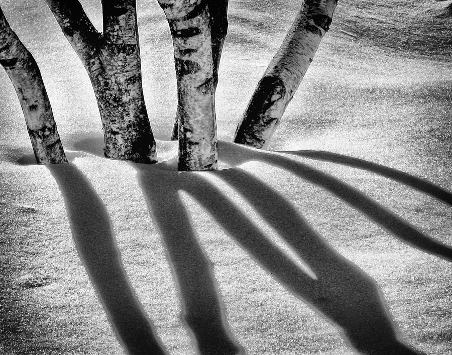 Birch Shadows Photograph by Paul Schreiber