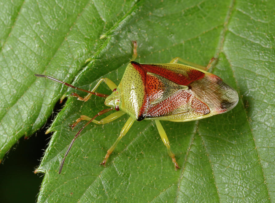 Nature Photograph - Birch Shield Bug by Nigel Downer