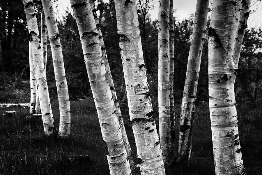 Tree Photograph - Birch Stand by Joseph Smith