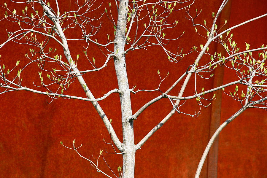 Tree Photograph - Birch by Steven A Bash