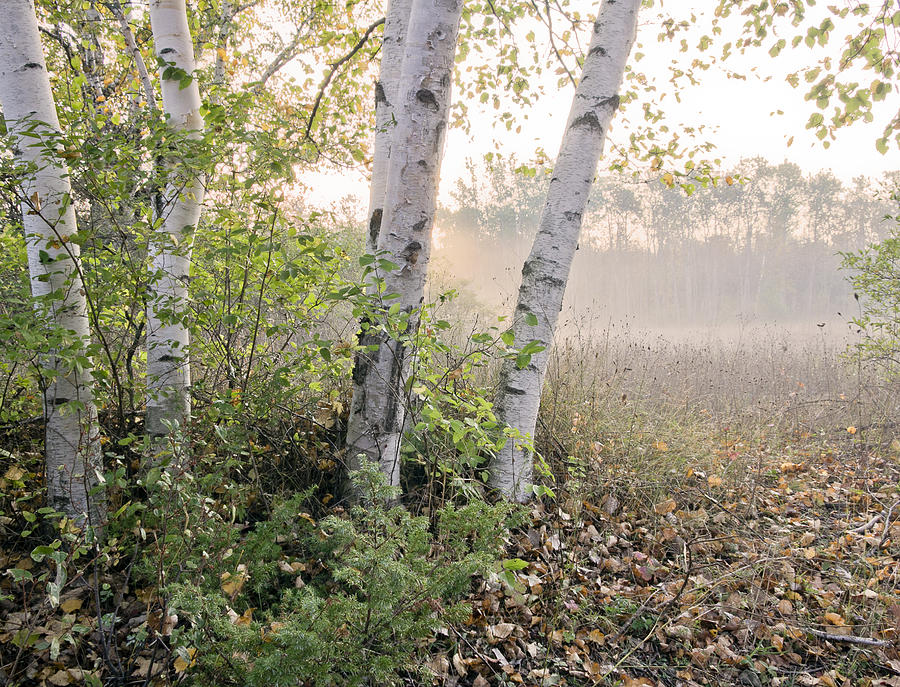 Fall Photograph - Birch Sunrise by Jim Baker