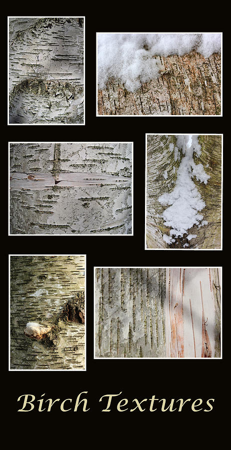 Birch Textures Photograph by Mary Bedy