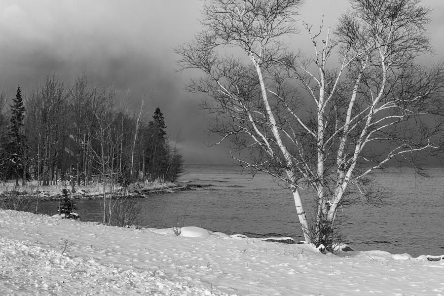 Birch Tree and Lake Superior  Photograph by John McGraw