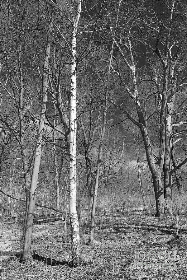 Birch tree and shadows Photograph by Nina Silver
