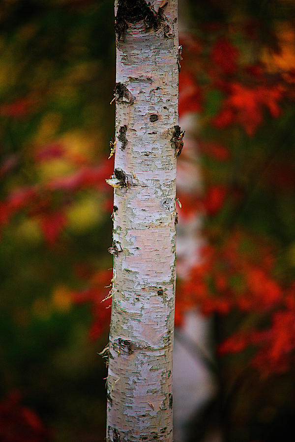 Birch Tree Photograph by Prince Andre Faubert