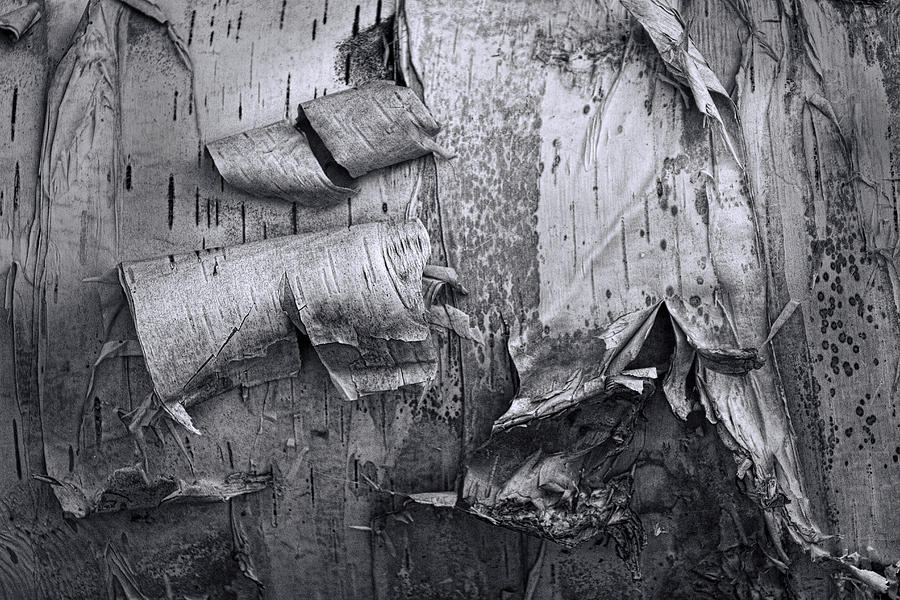Birch Tree Bark No 0863 in Black and White Photograph by Randall Nyhof