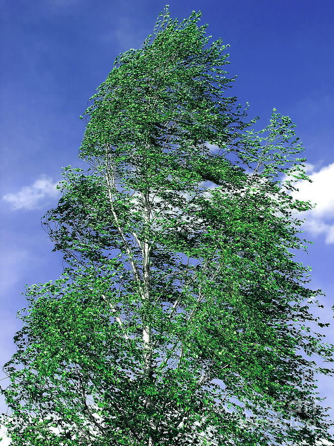 birch tree Betula Photograph