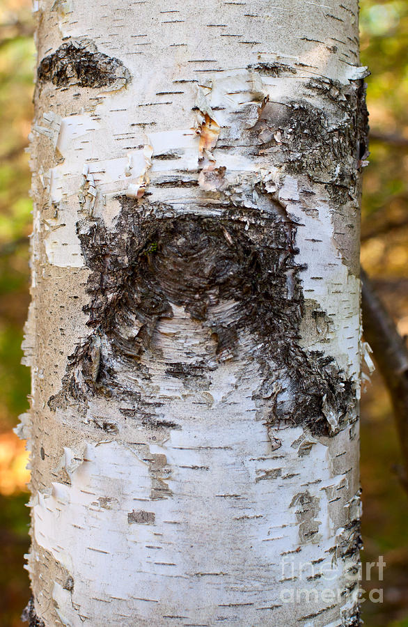 Birch Tree Dog Face Photograph by Les Palenik