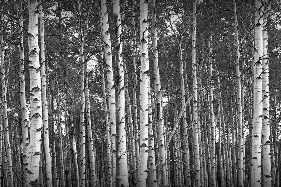 Birch Tree Grove in Black and White Photograph by Randall Nyhof