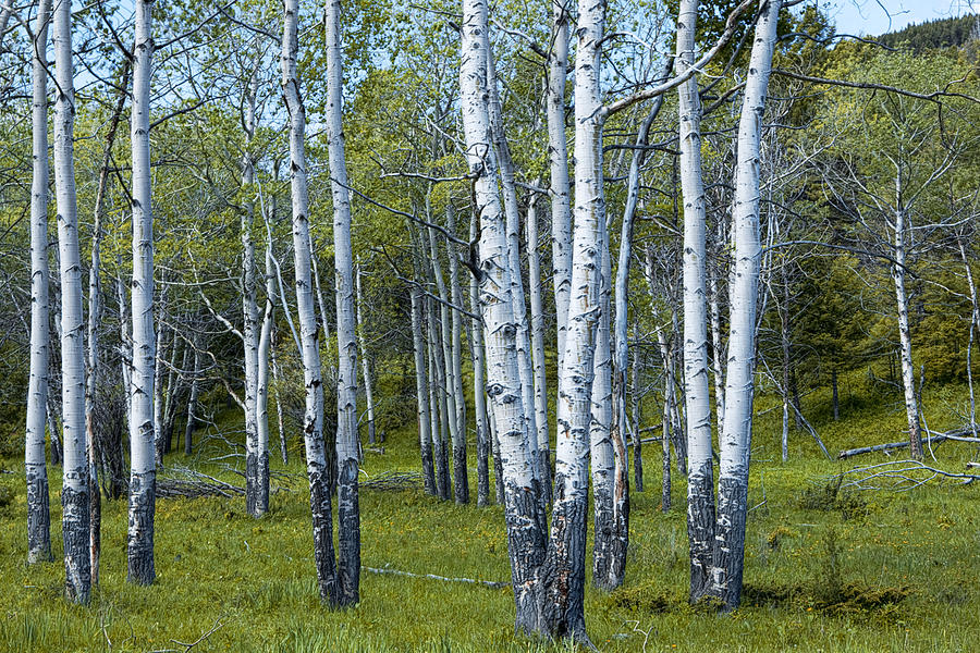 Birch Tree Grove No. 0133 a Fine Art Photograph Photograph by Randall ...