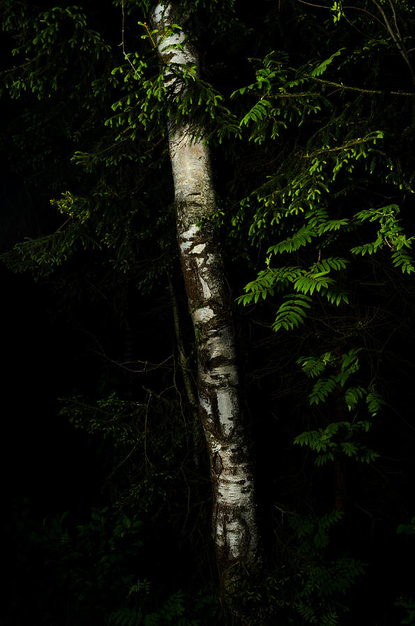 Birch tree Photograph by Michael Goyberg
