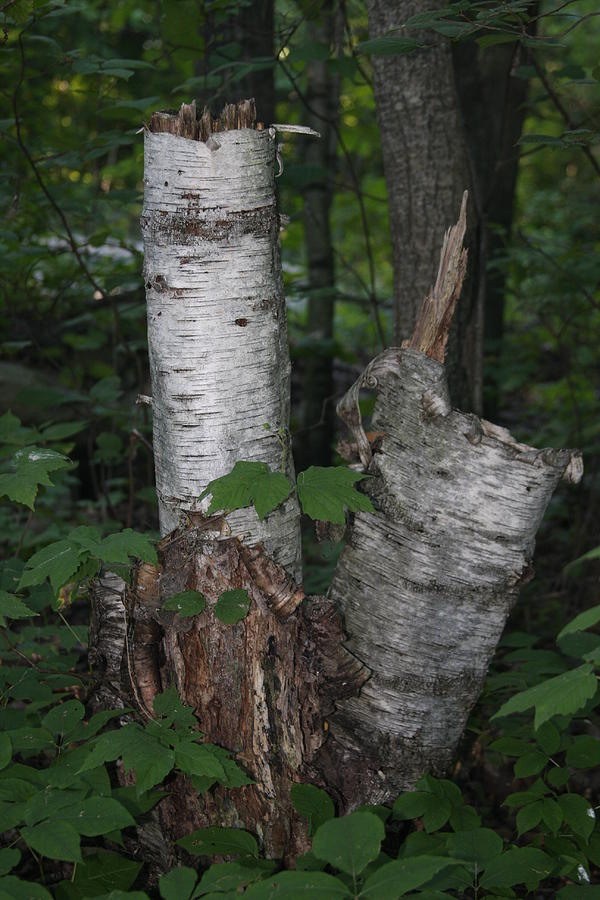 Birch Tree Remains Photograph by Vadim Levin
