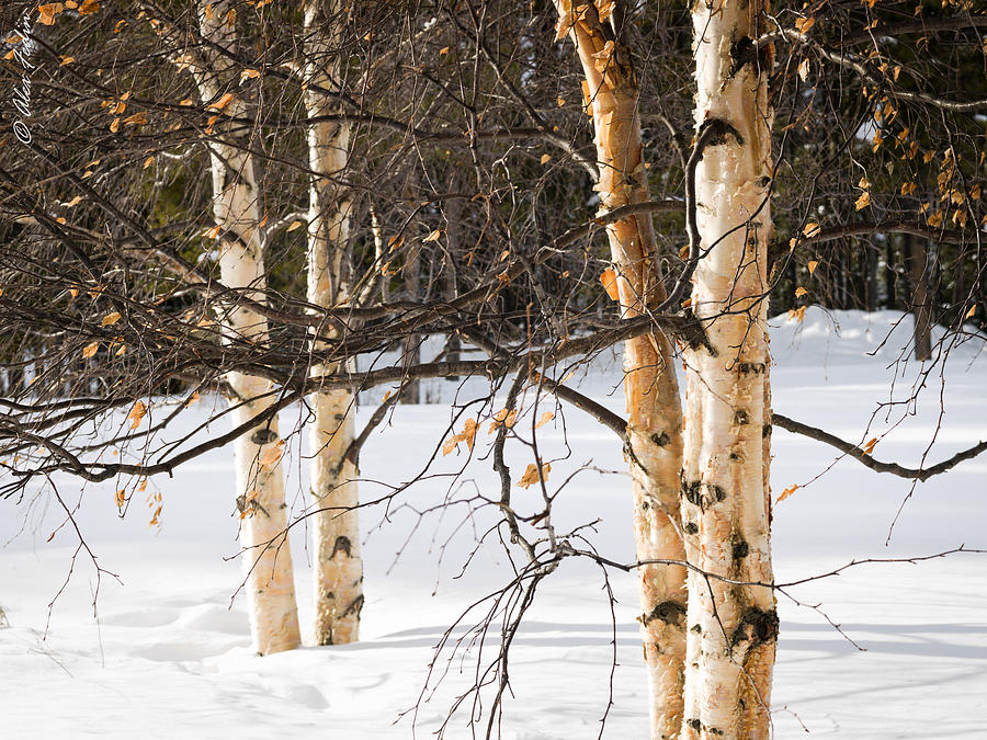Birch Trees Photograph by Alexander Fedin