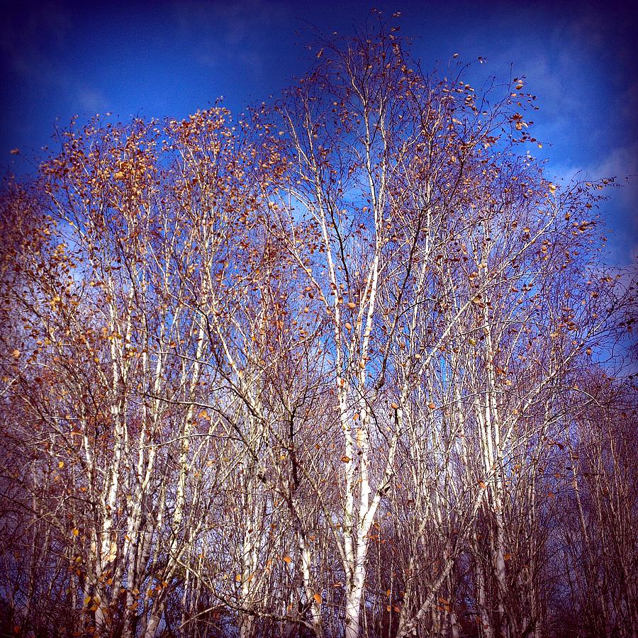 Tree Photograph - Birch trees and blue sky in autumn by Matthias Hauser