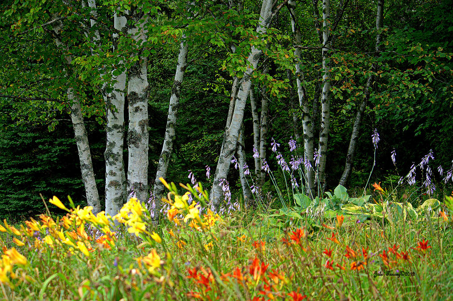 Birch Trees and Flowers Photograph by Jale Fancey