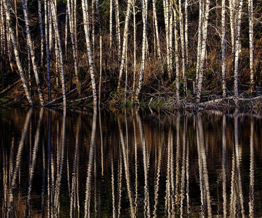 Birch Trees and Reflection Photograph by Wes and Dotty Weber