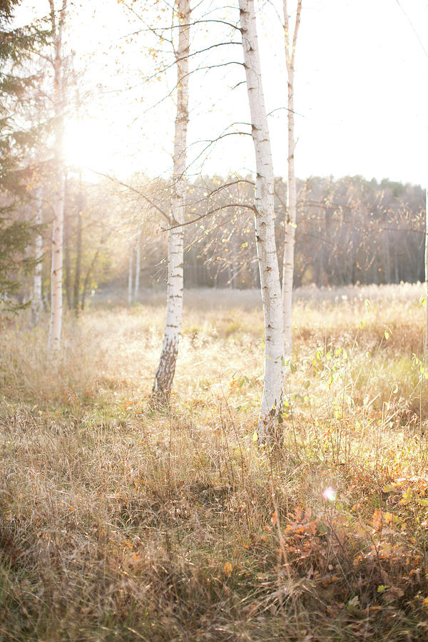 Birch Trees At Autumn Photograph by Johner Images