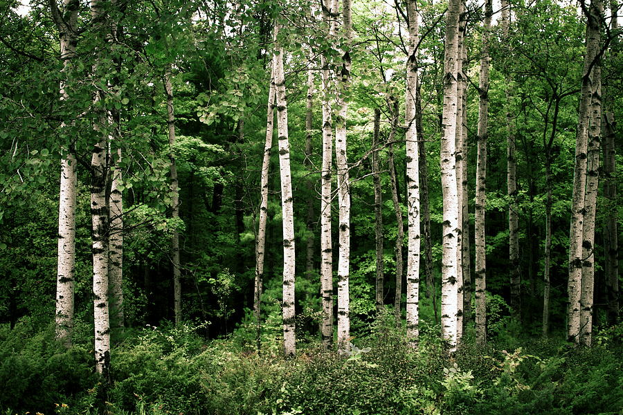 Tree Photograph - Birch Trees by Chuck De La Rosa