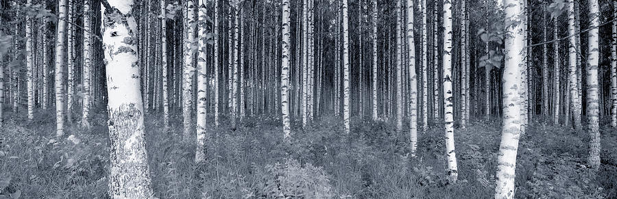 Black And White Photograph - Birch Trees In A Forest, Finland by Panoramic Images