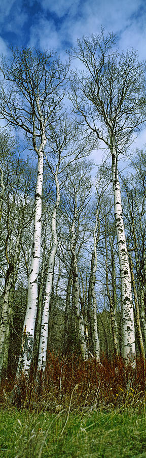 Birch Trees In A Forest, Us Glacier Photograph by Panoramic Images
