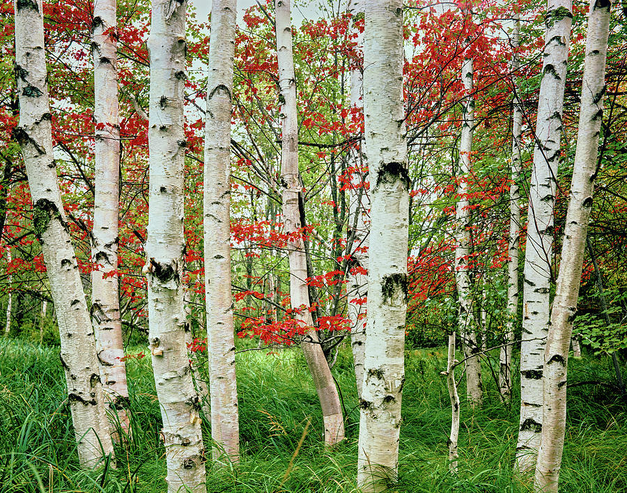 Birch Trees In Autumn, Acadia National Photograph by Panoramic Images
