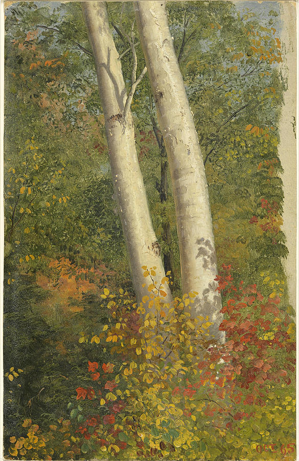 Frederic Edwin Church Painting - Birch Trees in Autumn by Frederic Edwin Church