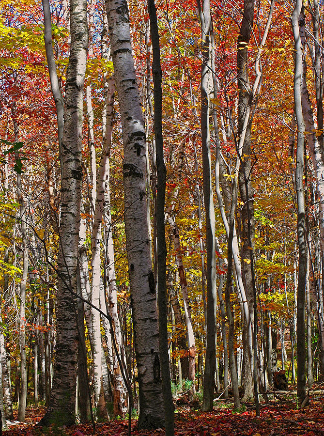 Birch Trees in Autumn Photograph by Juergen Roth