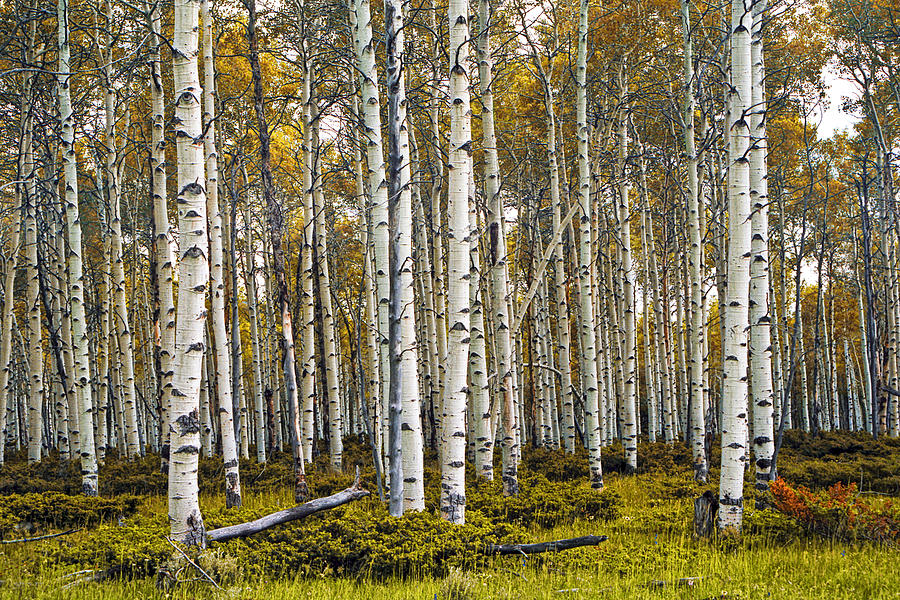 Aspen Trees in Autumn Photograph by Randall Nyhof