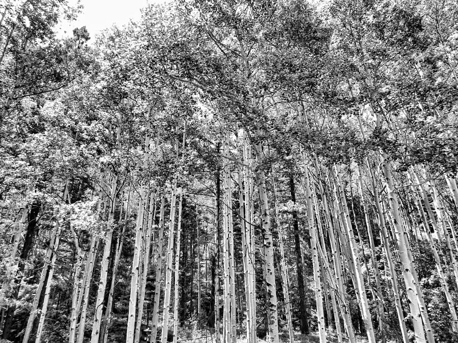 Birch Trees in Black and White Photograph by Cathy Anderson