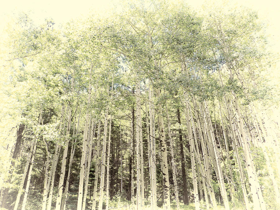 Birch Trees in Colorado CO1 Photograph by Cathy Anderson