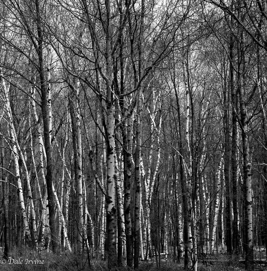 Spring Photograph - Birch Trees in Early Spring by Dale Irvine