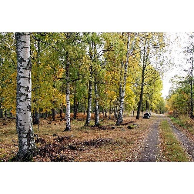 Birch Trees In Fall Photograph by Rolf Lindstrom