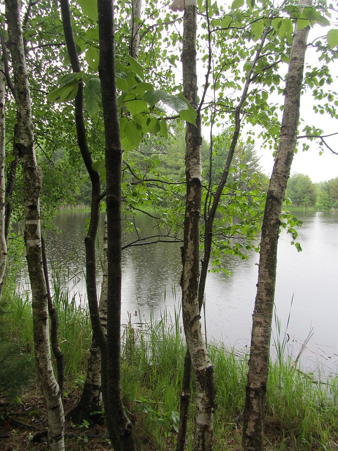 Birch Trees in Rain 1 Photograph by Anita Burgermeister