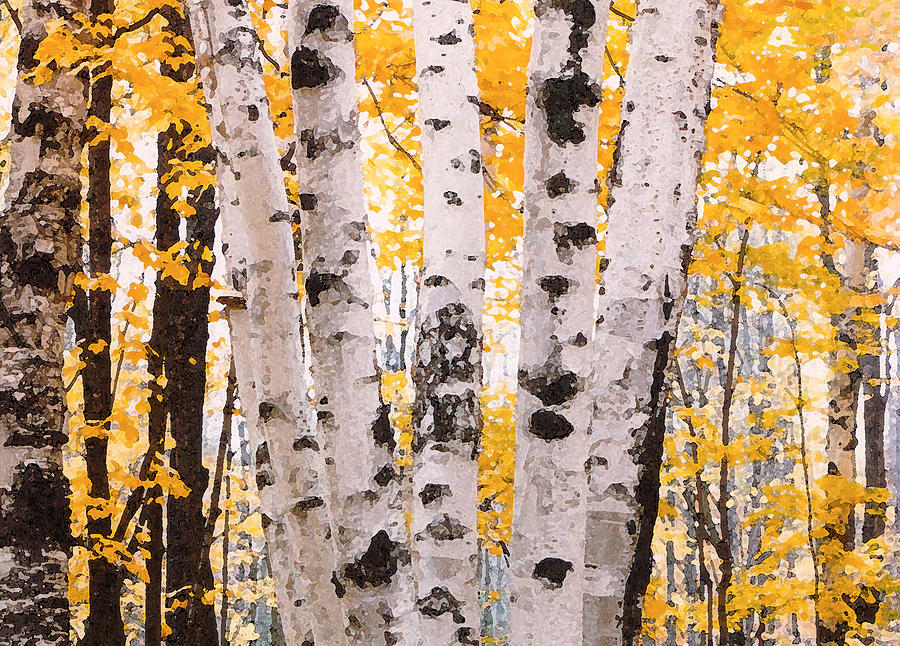 Birch Trees In The Fall Digital Art