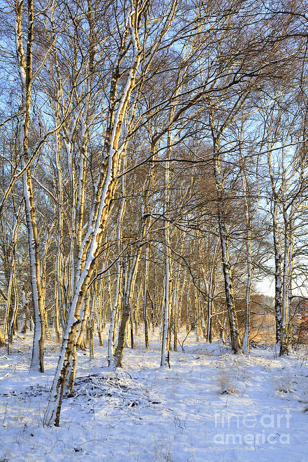 Birch trees in the snow Photograph by Patricia Hofmeester