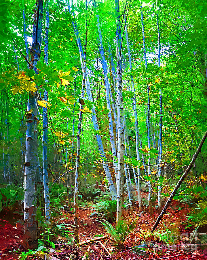 A Stand Of Birch Trees Digital Art by Kirt Tisdale