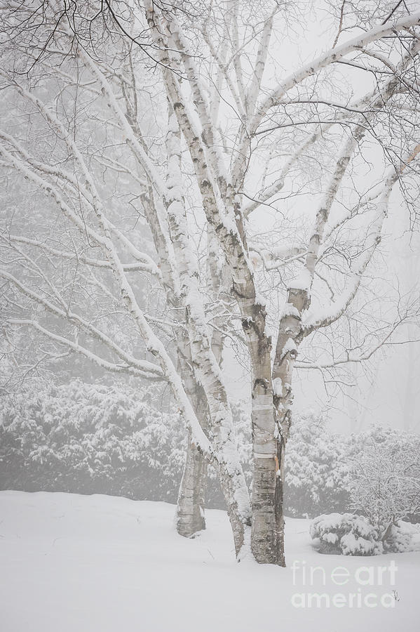 Tree Photograph - Birch trees in winter by Elena Elisseeva